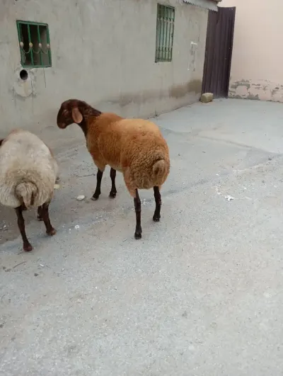 Qoyun — Heyvanlar, Quşlar, Balıqlar, Xırdalan