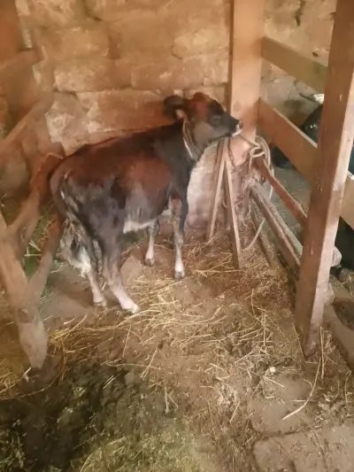 Buzov — Heyvanlar, Quşlar, Balıqlar, Bakı — şəkil 2