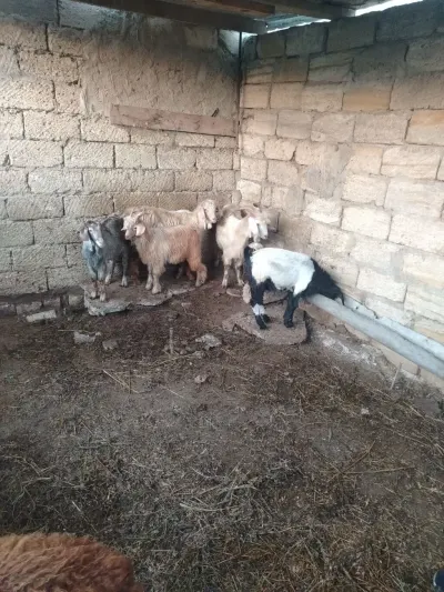 Çəpiş — Heyvanlar, Quşlar, Balıqlar, Xırdalan — şəkil 2