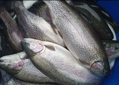 Forel — Heyvanlar, Quşlar, Balıqlar, Xudat