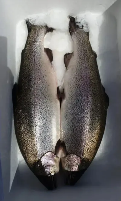 Forel — Heyvanlar, Quşlar, Balıqlar, Xudat — şəkil 2