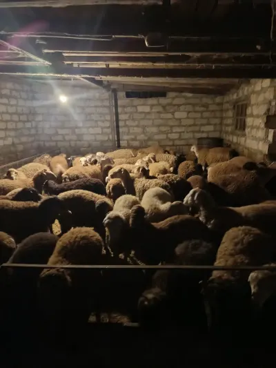 Quzular — Heyvanlar, Quşlar, Balıqlar, Yevlax