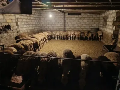 Quzular — Heyvanlar, Quşlar, Balıqlar, Yevlax — şəkil 3