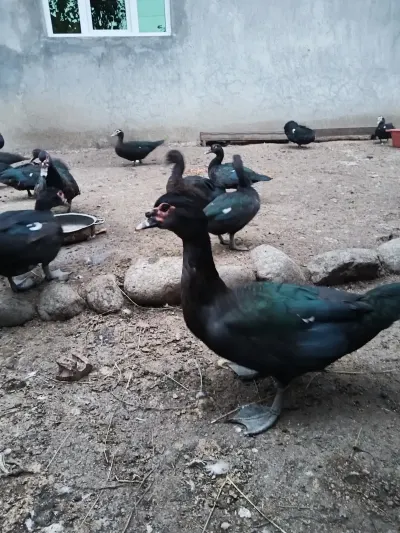 Ördək əti — Heyvanlar, Quşlar, Balıqlar, Lənkəran — şəkil 4