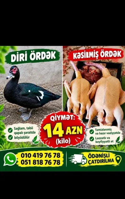 Lənkəran ördəy fermasi elanı