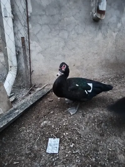 Ördək əti — Heyvanlar, Quşlar, Balıqlar, Lənkəran — şəkil 6