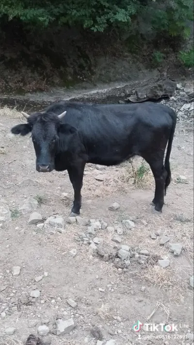 İnək — Heyvanlar, Quşlar, Balıqlar, Lerik — şəkil 2