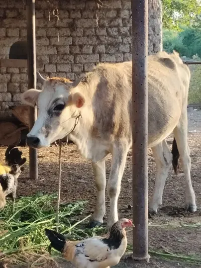 İnək — Heyvanlar, Quşlar, Balıqlar, Ucar