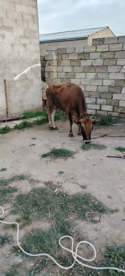 İnək — Heyvanlar, Quşlar, Balıqlar, Xırdalan — şəkil 2