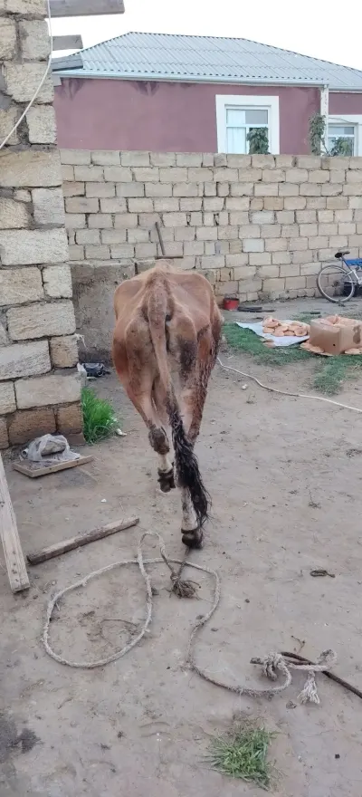 İnək — Heyvanlar, Quşlar, Balıqlar, Xırdalan — şəkil 3