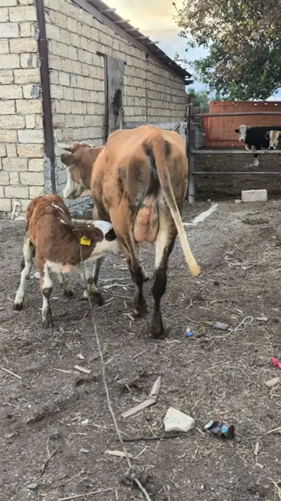 Balalı inək — Heyvanlar, Quşlar, Balıqlar, Sumqayıt