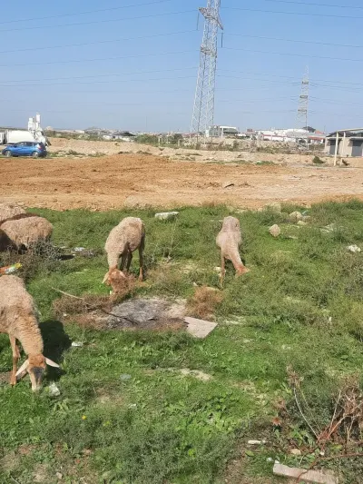 Qoyunlar — Heyvanlar, Quşlar, Balıqlar, Bakı — şəkil 2