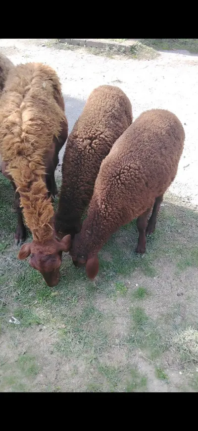 Quzular — Heyvanlar, Quşlar, Balıqlar, Bakı