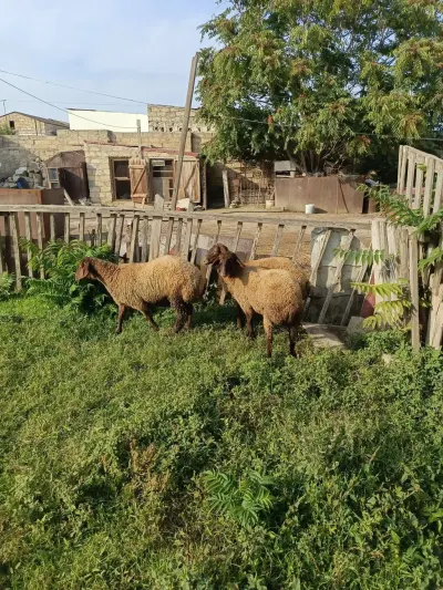 Quzular — Heyvanlar, Quşlar, Balıqlar, Bakı