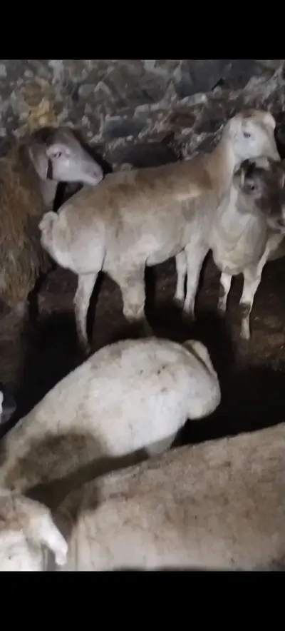 Quzular — Heyvanlar, Quşlar, Balıqlar, Oğuz