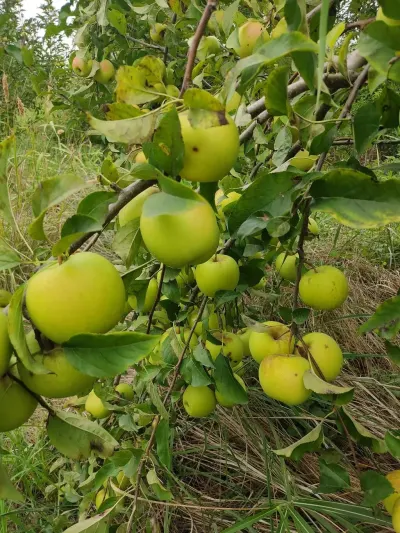 Apple — Fruits and Berries, Gusar