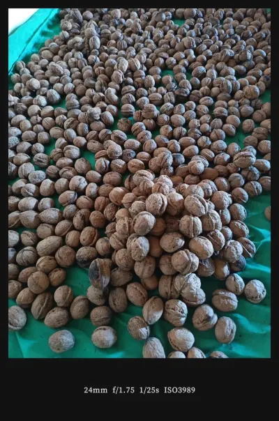 Walnut — Fruits and Berries, Ismayilli — şəkil 3