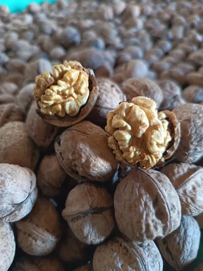 Walnut — Fruits and Berries, Ismayilli