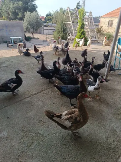 Ördəklər — Heyvanlar, Quşlar, Balıqlar, Bakı — şəkil 2
