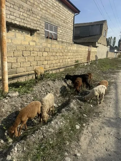 Qoyunlar — Heyvanlar, Quşlar, Balıqlar, Quba