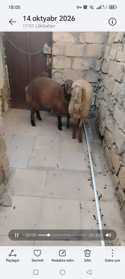 Quzular — Heyvanlar, Quşlar, Balıqlar, Bakı