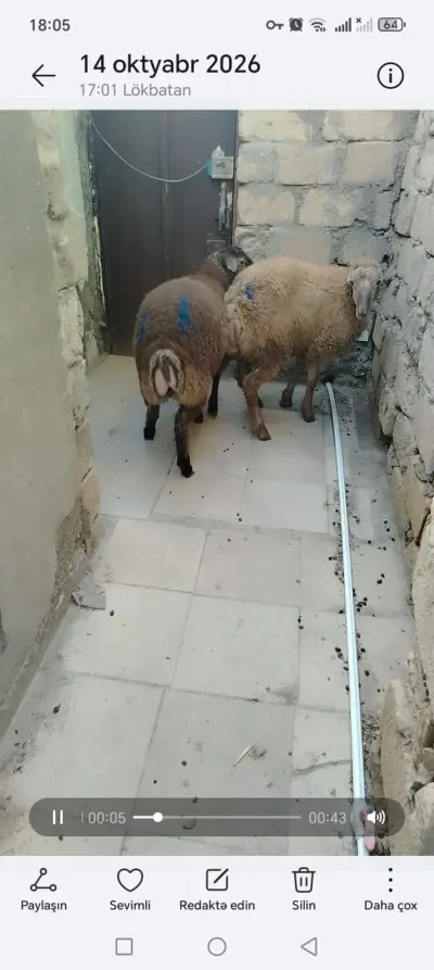 Quzular — Heyvanlar, Quşlar, Balıqlar, Bakı — şəkil 2