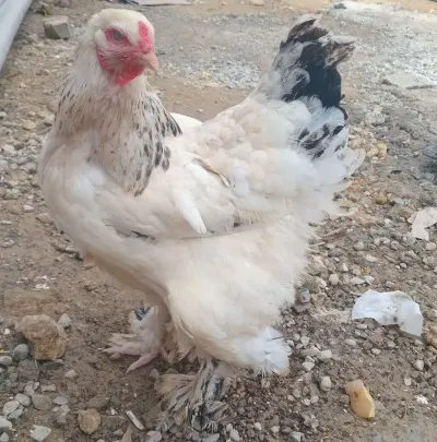 Toyuqlar — Heyvanlar, Quşlar, Balıqlar, Xırdalan