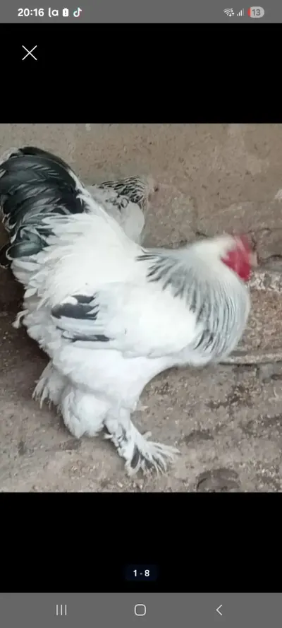 Toyuqlar — Heyvanlar, Quşlar, Balıqlar, Xırdalan — şəkil 2