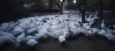Ördəklər — Heyvanlar, Quşlar, Balıqlar, Bakı — şəkil 2