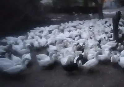 Ördəklər — Heyvanlar, Quşlar, Balıqlar, Bakı