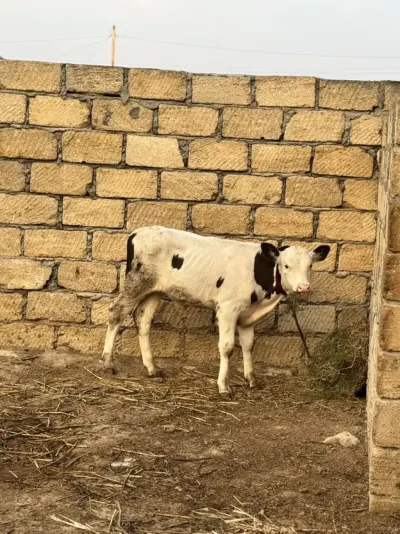 Dana — Heyvanlar, Quşlar, Balıqlar, Sumqayıt