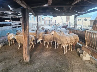 Qoyunlar — Heyvanlar, Quşlar, Balıqlar, Sumqayıt — şəkil 2