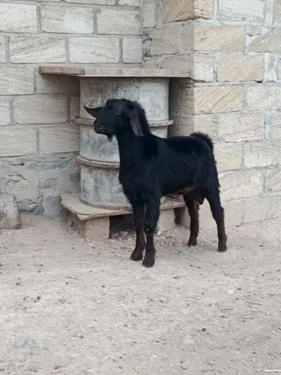 Keçilər — Heyvanlar, Quşlar, Balıqlar, Gəncə — şəkil 2