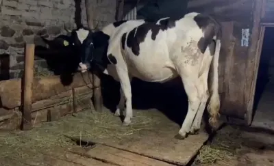 İnək — Heyvanlar, Quşlar, Balıqlar, Oğuz