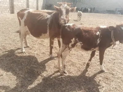 Balalı inək — Heyvanlar, Quşlar, Balıqlar, Bakı