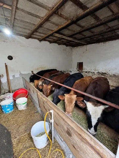 Danalar — Heyvanlar, Quşlar, Balıqlar, Bakı