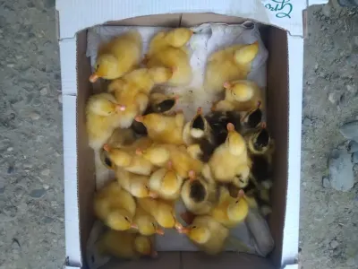 Ördək balası — Heyvanlar, Quşlar, Balıqlar, Xaçmaz