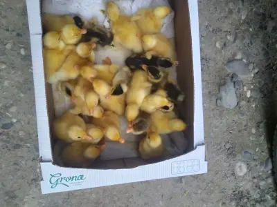 Ördək balası — Heyvanlar, Quşlar, Balıqlar, Xaçmaz — şəkil 3