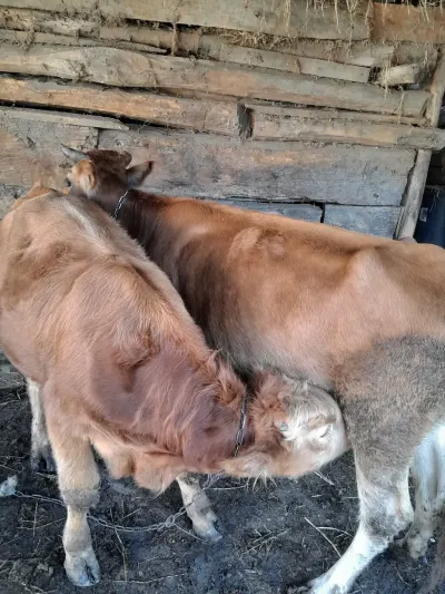 Balalı inək — Heyvanlar, Quşlar, Balıqlar, Qax