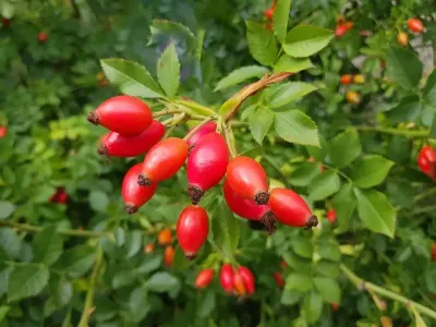 Rosehip — Fruits and Berries, Khirdalan