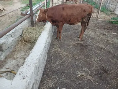 İnək — Heyvanlar, Quşlar, Balıqlar, Bakı
