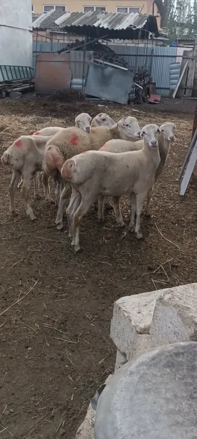 Qoyunlar — Heyvanlar, Quşlar, Balıqlar, Quba