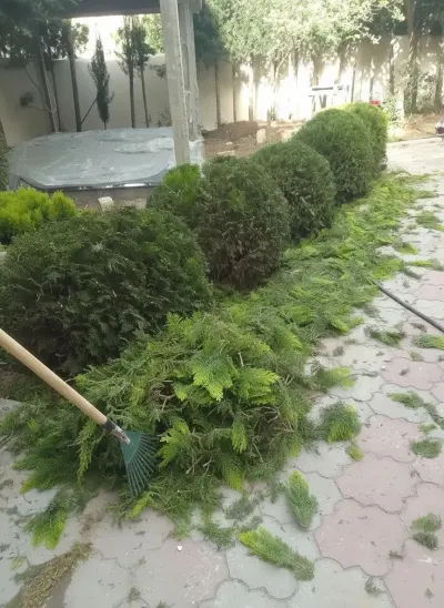 Bağban xidməti — Kənd/Təs Xidmətləri, Bakı