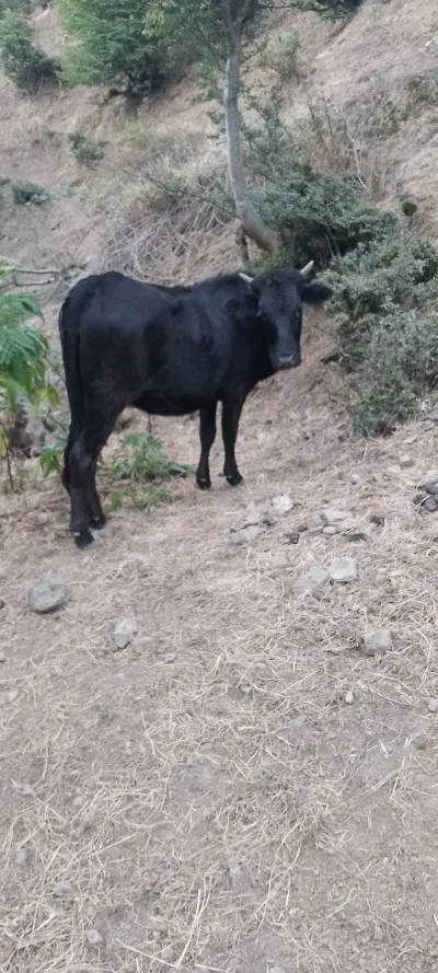 İnək — Heyvanlar, Quşlar, Balıqlar, Lerik