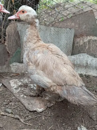 Ördək — Heyvanlar, Quşlar, Balıqlar, Gəncə