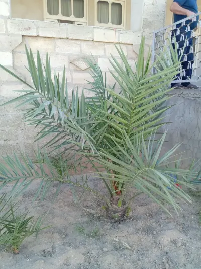 Xurma tingi — Dənlilər, Otlar Yemlər,  Bitkilər, Bakı