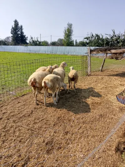 Qoyunlar — Heyvanlar, Quşlar, Balıqlar, Hacıqabul — şəkil 2