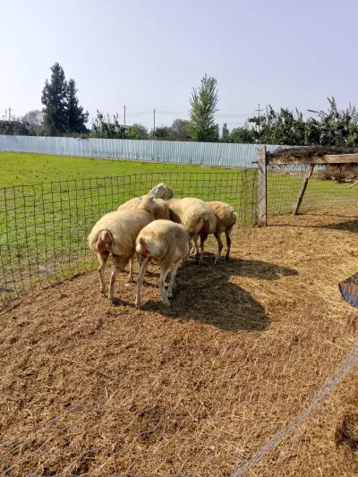 Qoyunlar — Heyvanlar, Quşlar, Balıqlar, Hacıqabul