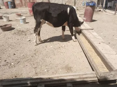 Düyə — Heyvanlar, Quşlar, Balıqlar, Bakı — şəkil 2