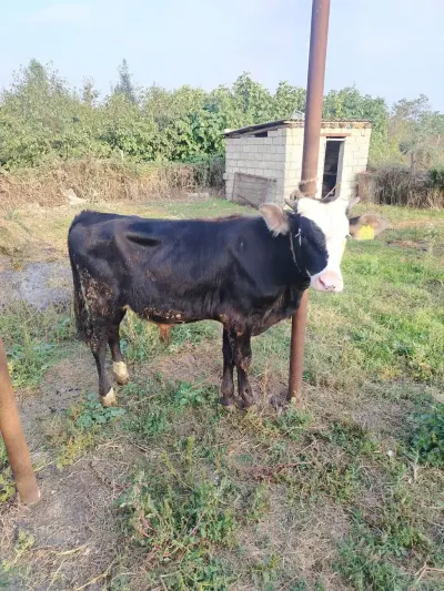 Dana — Heyvanlar, Quşlar, Balıqlar, Xaçmaz